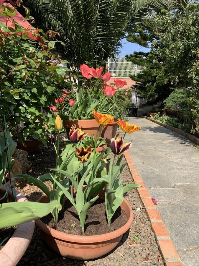 Resort Villa Rosa Maria Savona Bagian luar foto